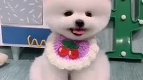 Tik Tok Chó Phốc Sóc Mini 😍 Funny and Cute Pomeranian 😍 OMG So Cute Dog ♥ Best Funny Cute dog