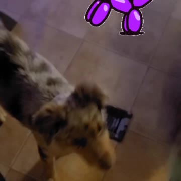 Playtime with cookie