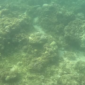 Snorkeling Adventures Philippines. Amazing corals and fish are coming back to the reef