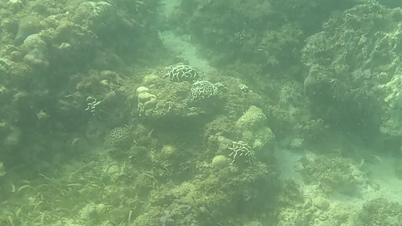 Snorkeling Adventures Philippines. Amazing corals and fish are coming back to the reef