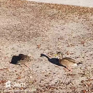 Ducks Eating Breakfast 1
