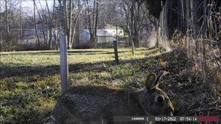 Backyard Trail Cam - Rabbit Closeups