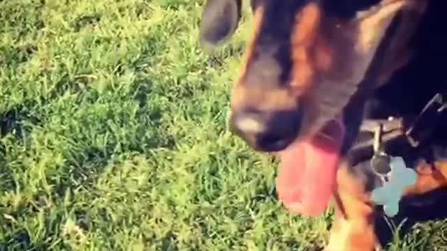 Slow motion black dachshund dog catching tennis ball grass