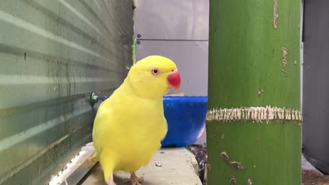 The uniqe Yellow parrot in the World