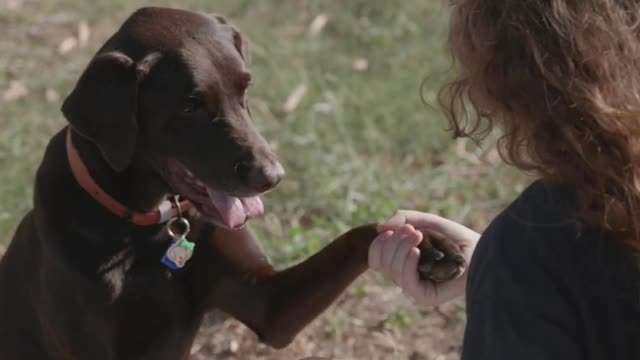 Make your dog happier,,