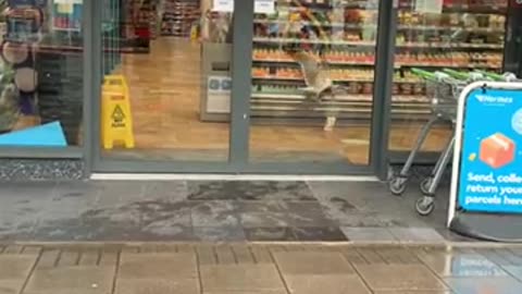 Bird trying to steal food from store and different people have different reactions | Heart Touching