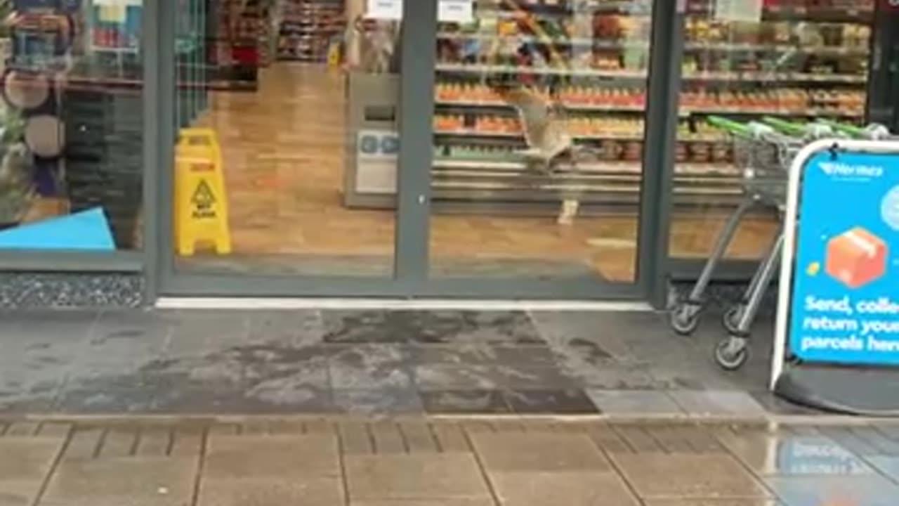 Bird trying to steal food from store and different people have different reactions | Heart Touching