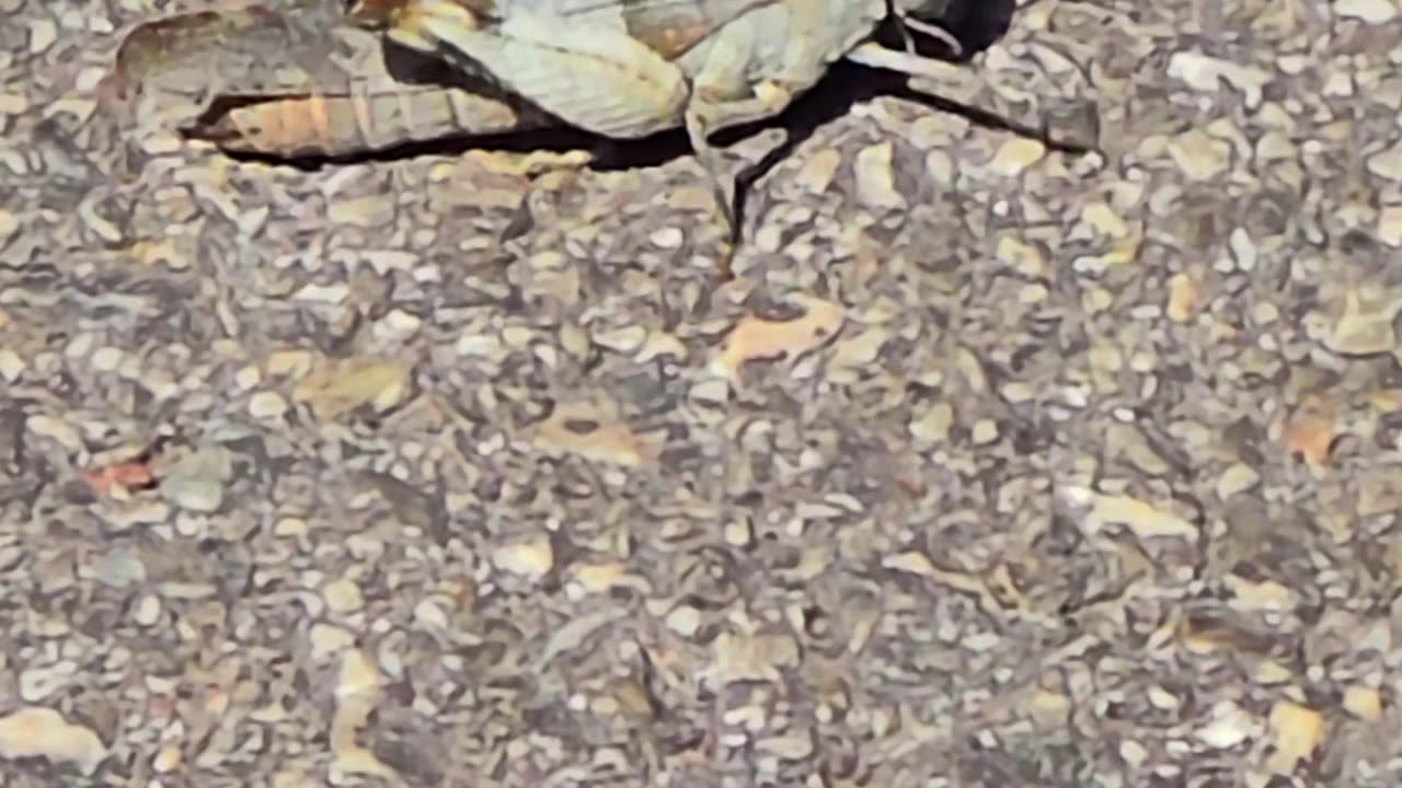 Beautiful grey grasshopper / beautiful insect on a cycle path.