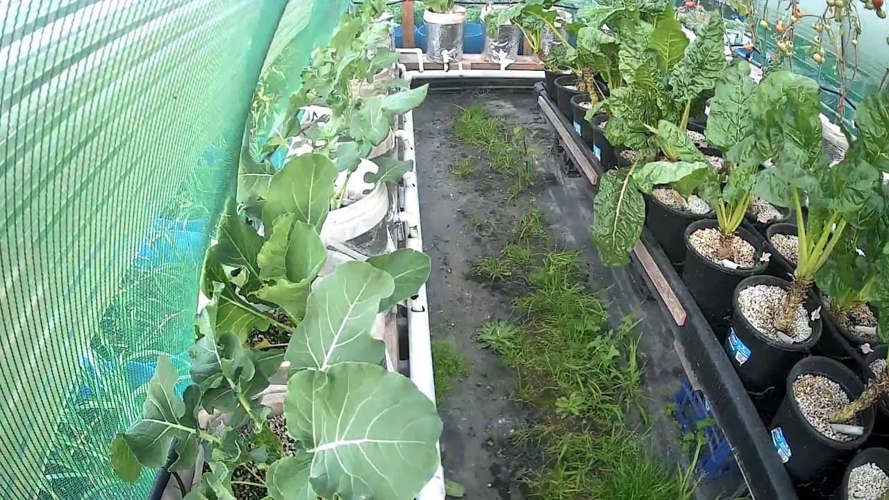 Broccolini Timelapse