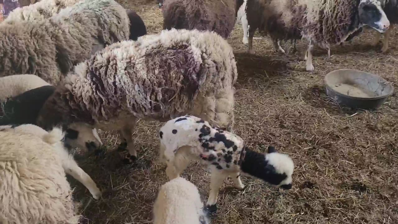 Another lamb release