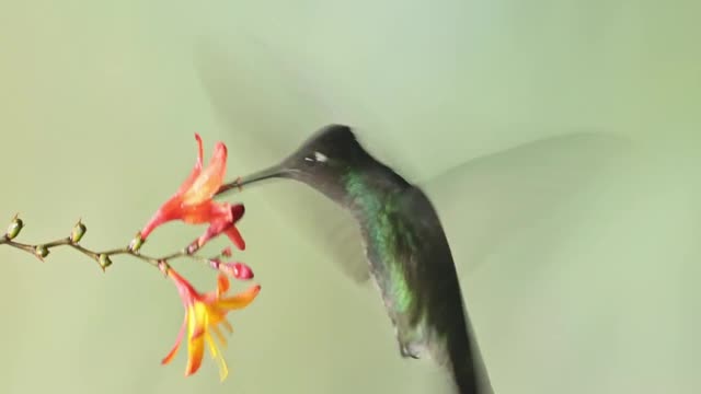 Humming Bird