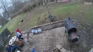 Cat Playing with Dog Has a Close Call