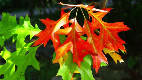 In the forest, the oak leaves are shining red in the autumn sunlight