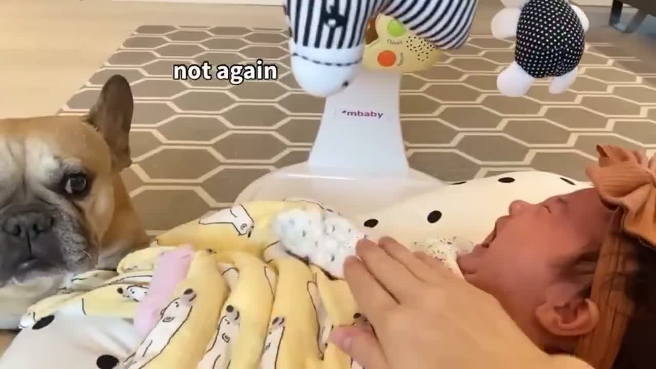 My dog's looks when my baby cries so sad