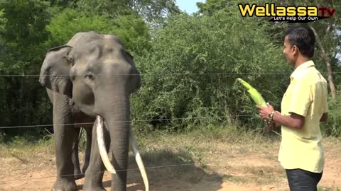 Wlid tusker in sri lanka