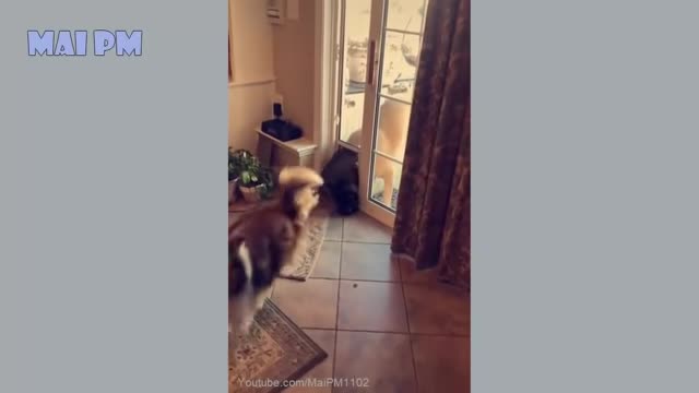 🤣Funny Dog Videos 2020🤣 🐶 It's time to LAUGH with Dog's life