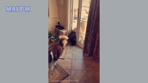🤣Funny Dog Videos 2020🤣 🐶 It's time to LAUGH with Dog's life