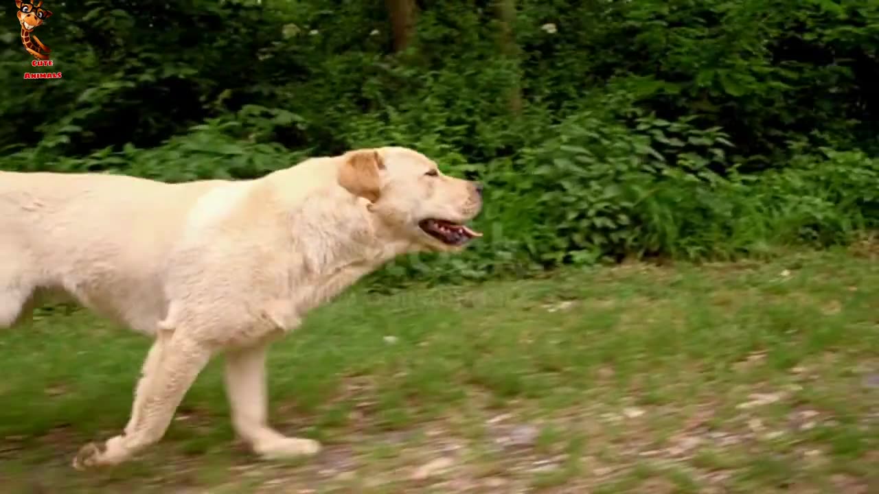 Funny animals video