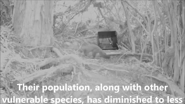 Wildlife Study of the Humboldt Marten at Prairie Creek Redwoods State Park