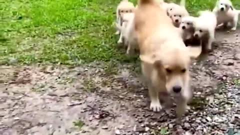 Funniest and Cutest Labrador Puppies