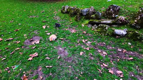 Beautiful Baby Rabbits in Park