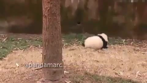 Panda and tree