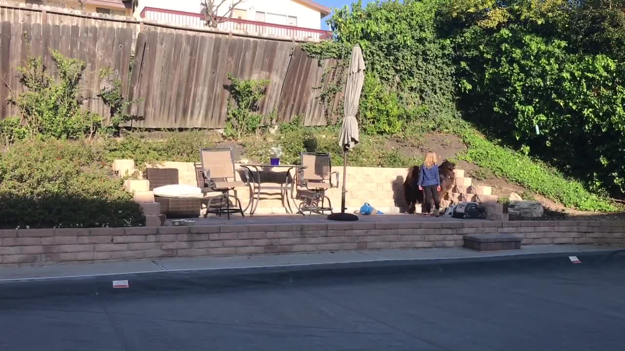 Little girl learns to train her giant Newfoundland dog