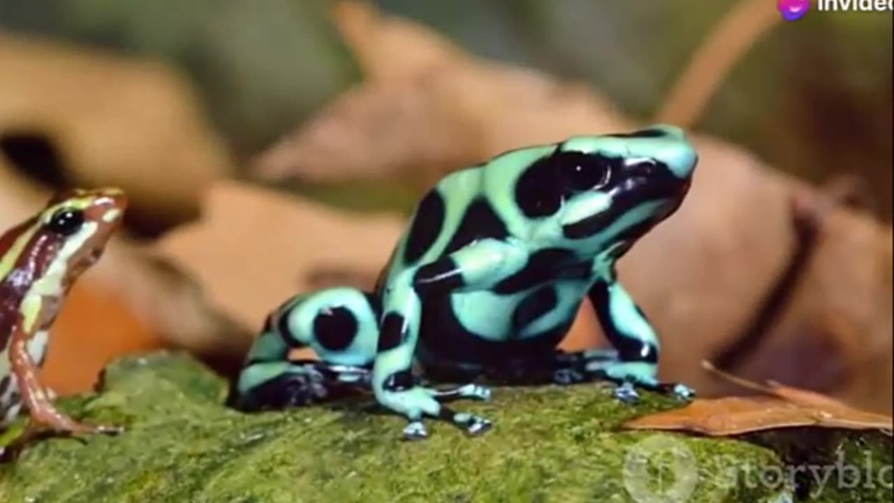 Amazing Frogs- Exploring the Marvels of Amphibian Life