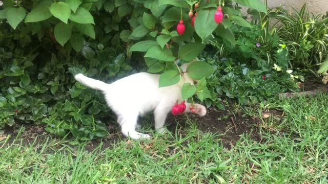 The future Cat Boxer