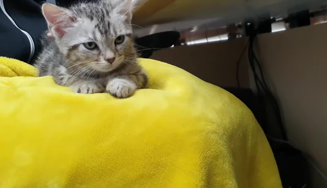 Too sleepy cat