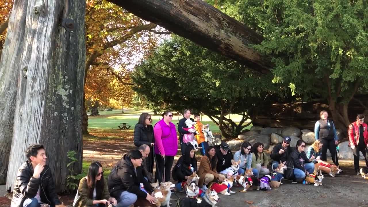 Corgi of BC Halloween Costume Parade