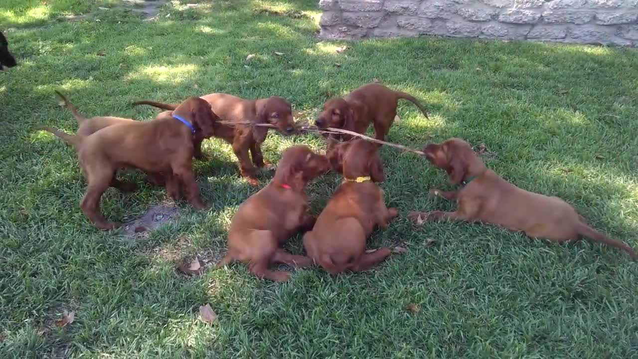 Irish Setter puppies play tug-of-war