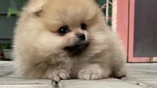 Cute Puppy