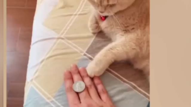 Video de gatos engraçado