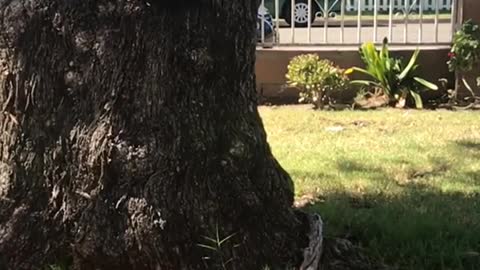 Slowmo bulldog swings past camera on blue swing