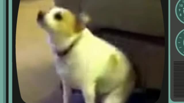 Amazing dog dancing