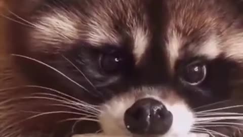 Adorable racoon