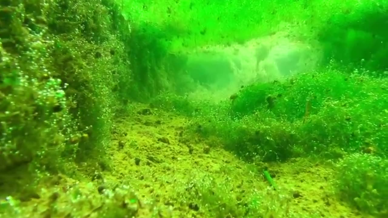 Nature video underwater