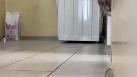 Funny cat video 😂