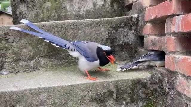 beautiful magpie bird