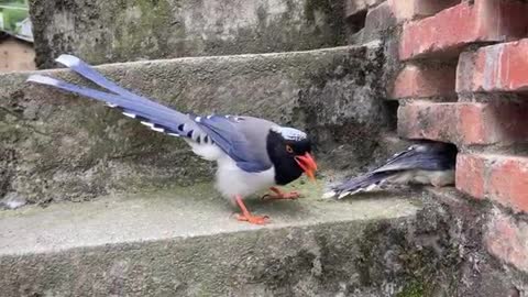 beautiful magpie bird