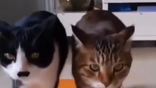 funny cats #1