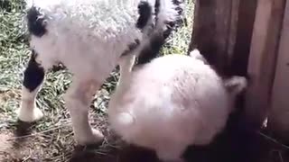 Bunny & Lamb..Best Friends..