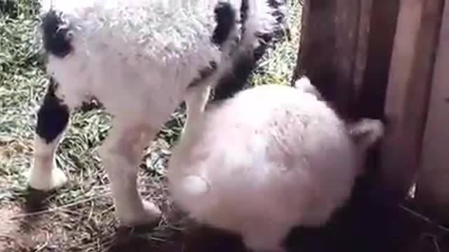 Bunny & Lamb..Best Friends..