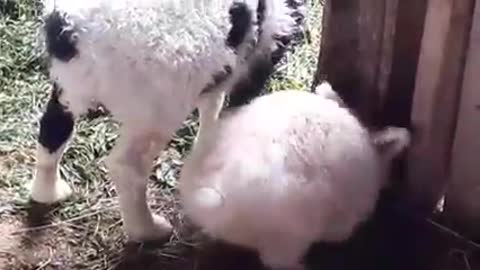 Bunny & Lamb..Best Friends..
