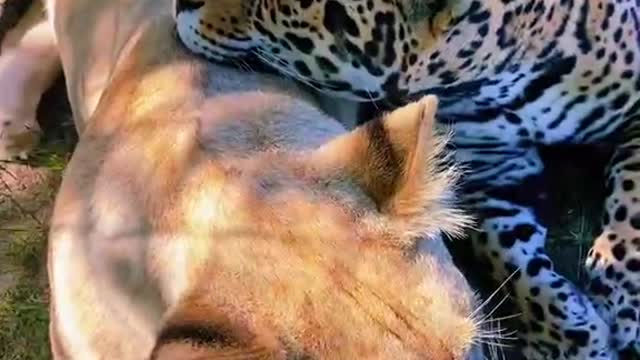 Leopards and lions enjoy basking in the sun and do not harm humans