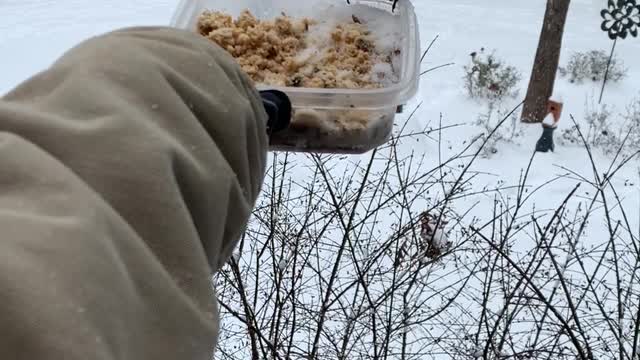 a compilation of "birds landing on my hand/feeder to eat" videos