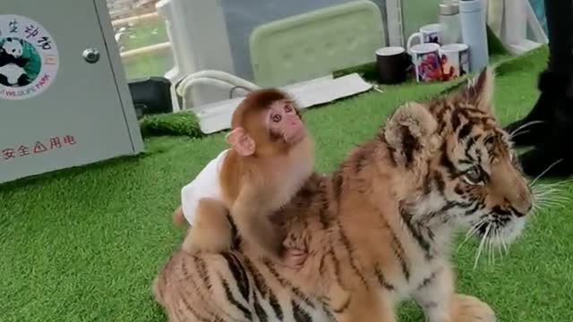 The arrogant little monkey actually rides on the tiger's back