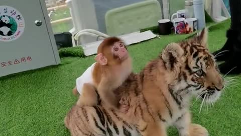 The arrogant little monkey actually rides on the tiger's back