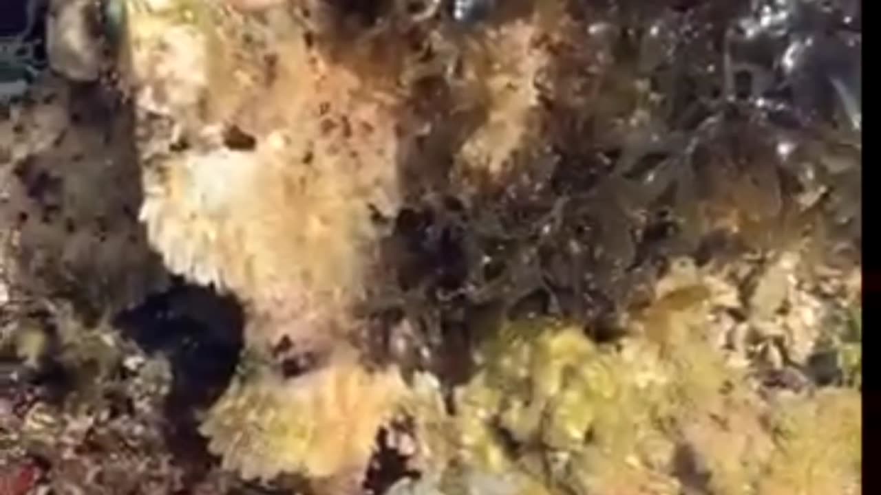 Careful! Stone fish hiding in the corals